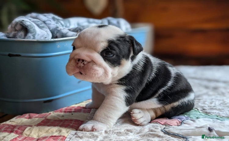 English Bulldog dogs - Advert 3