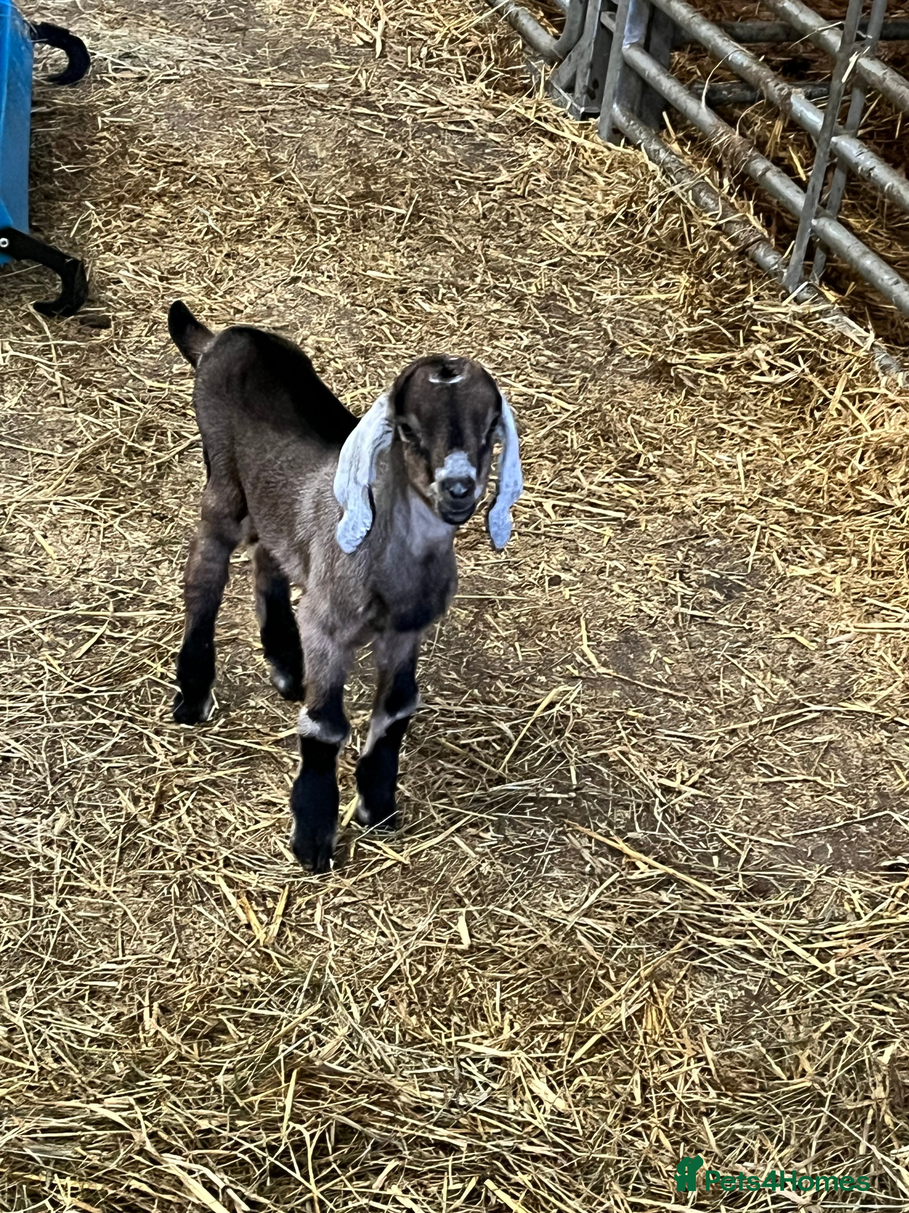 Goats livestock Selection of goats for sale  - Advert 3