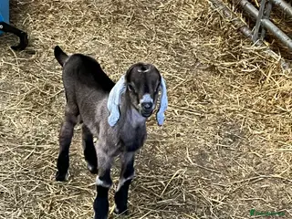 Goats livestock Selection of goats for sale - Advert 3
