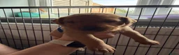 Labrador Retriever dogs for sale: Labrador Retriever Puppies 🐾 in Diss - Advert 22