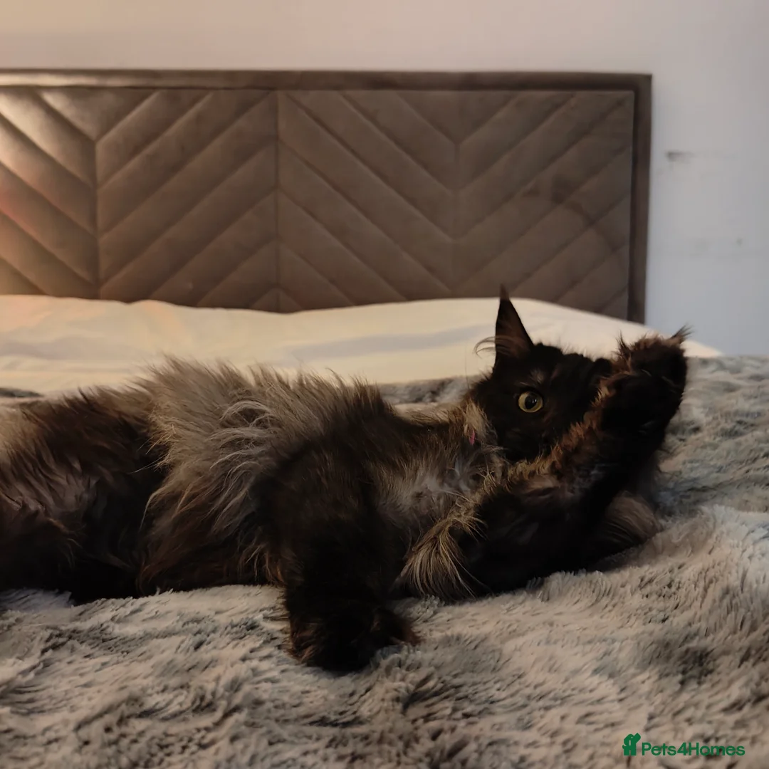 Maine Coon cats for sale: European Mainecoon Cat - Advert 2