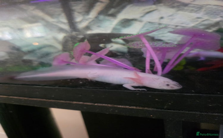 Axolotl reptiles - Advert 2