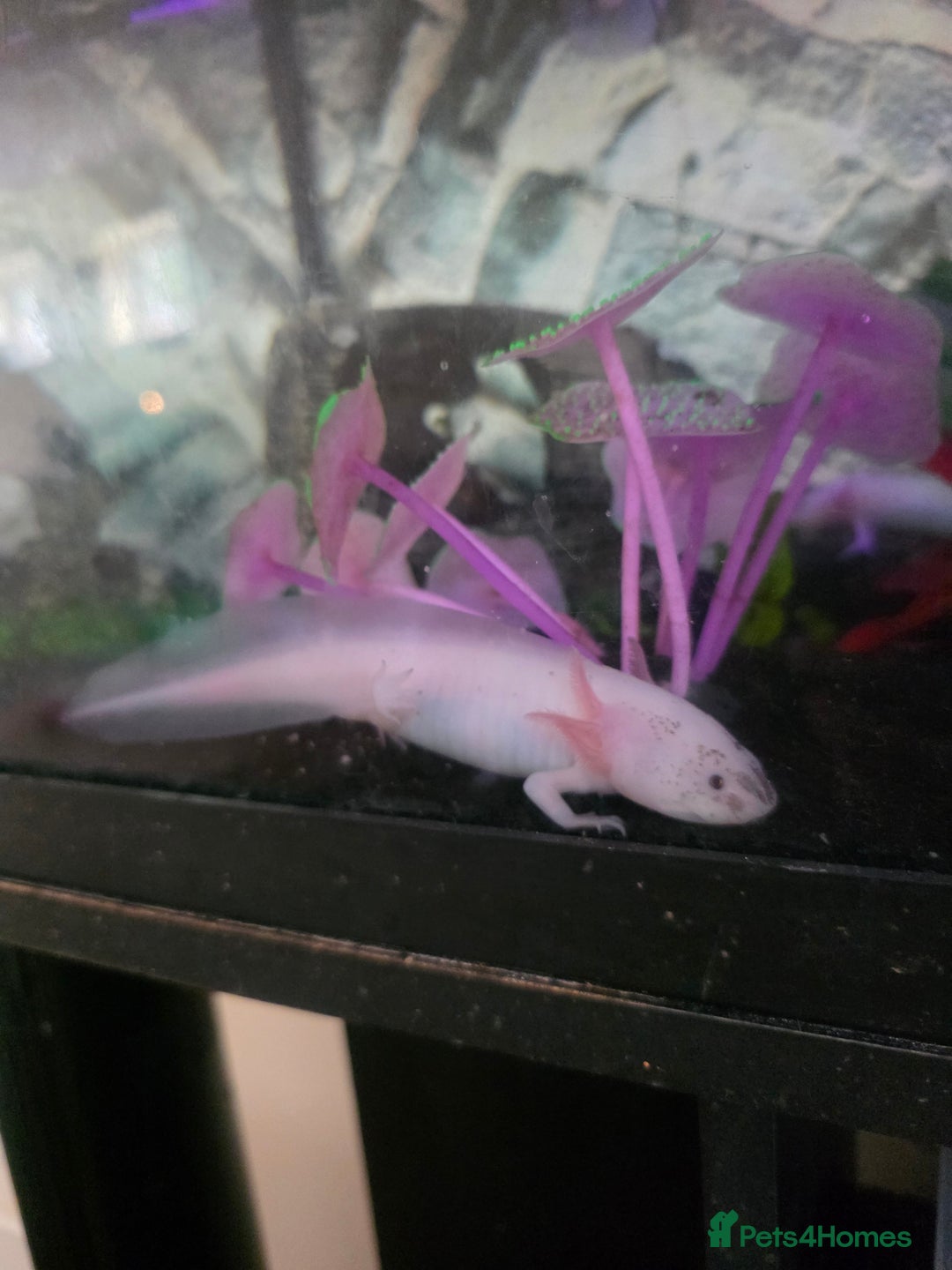 Axolotl reptiles for sale: Dirty lucie axolotl  - Image 1