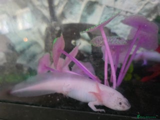 Axolotl reptiles - Advert 24