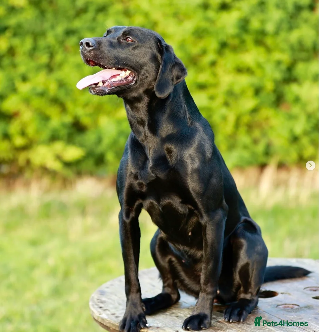 Labrador Retriever dogs for sale: Amazing pups  - Advert 1