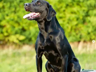 Labrador Retriever dogs Amazing pups - Advert 11