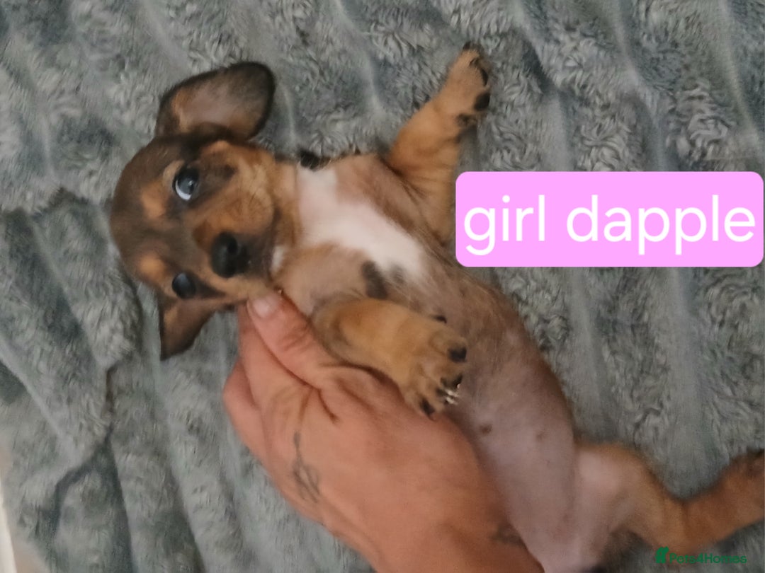 Chiweenie dogs for sale: Ready now 7 xsmall chiweenies fur babies  - Image 7