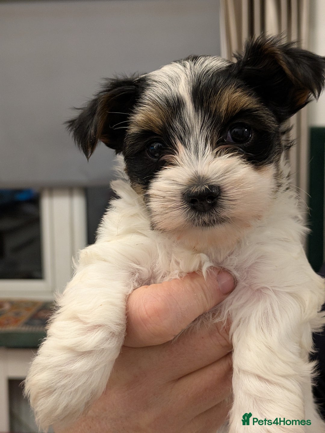 Yorkshire Terrier dogs for sale: York terrier pupyy  - Advert 2