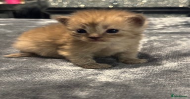 Ragdoll cats - Advert 8