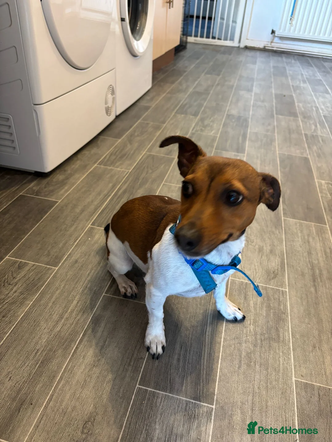 Jack Russell dogs for sale: Jack Russell Rehoming (Behavioural Challenges)  - Advert 1