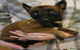 Belgian Shepherd Dog dogs for sale: Belgian malinois puppies  - Image 11