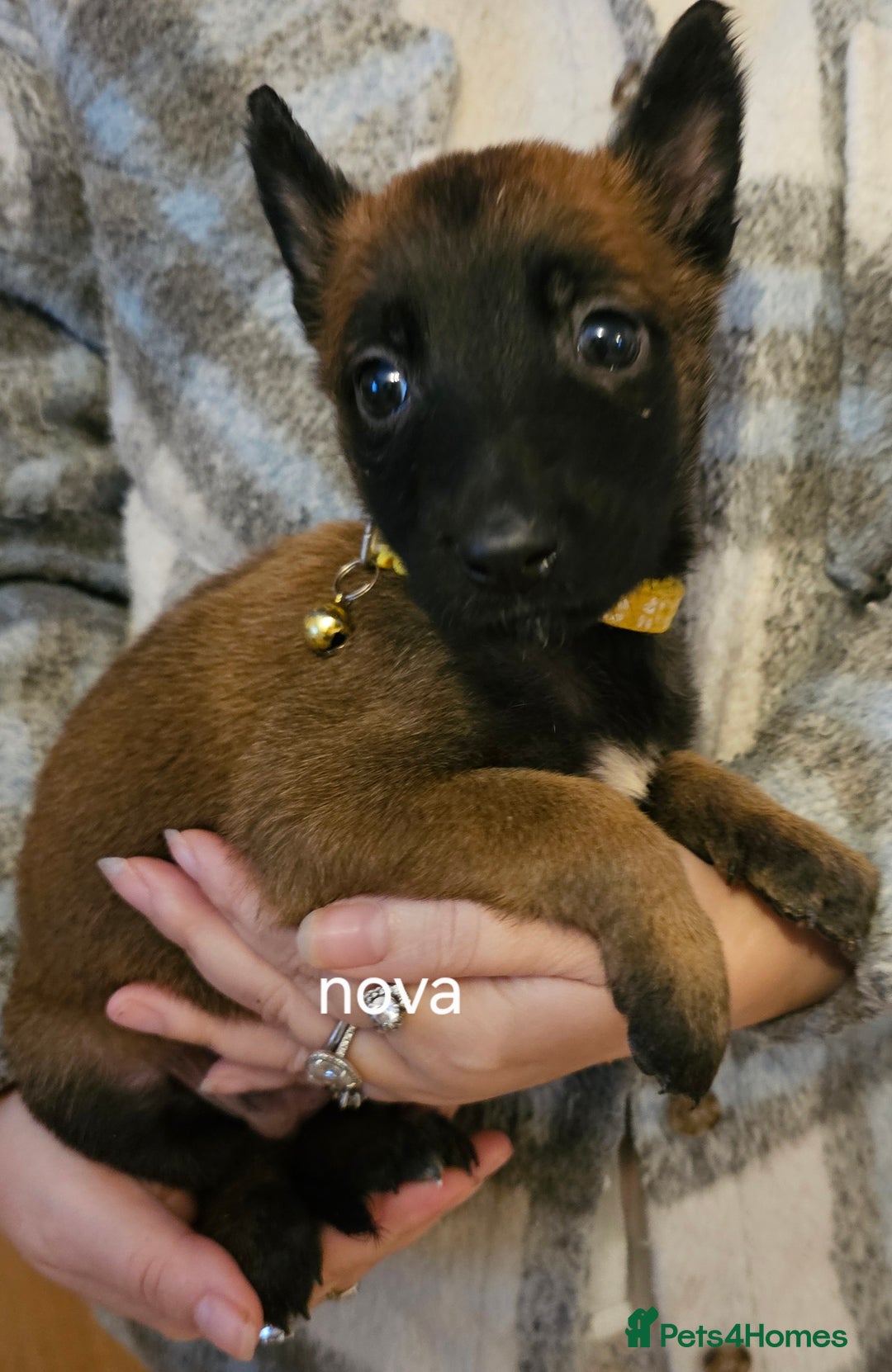 Belgian Shepherd Dog dogs for sale: Belgian malinois puppies  - Image 11