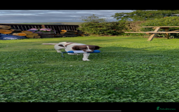 English Springer Spaniel dogs for sale: KC reg 10mth springer spaniel bitch  - Image 1