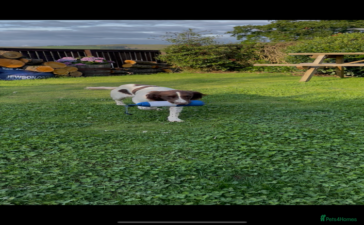 English Springer Spaniel dogs - Advert 2