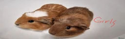 Guinea Pig rodents for sale: California x male and female Guinea pig babies  - Advert 23