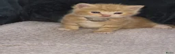 Mixed Breed cats for sale: Cutte baby cats for sale . - Advert 11