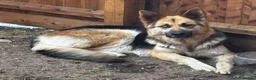 Shepsky dogs for sale: Mum is a shepsky x Dad is Siberian husky - Advert 3