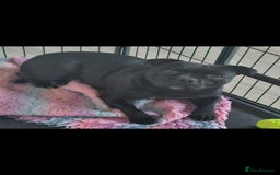 Staffordshire Bull Terrier dogs for sale: Staffordshire bull Terrier puppies - Image 2
