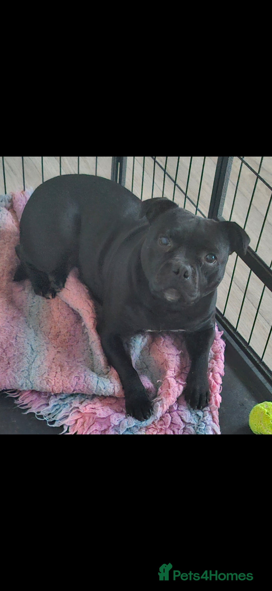 Staffordshire Bull Terrier dogs for sale: Staffordshire bull Terrier puppies - Image 2