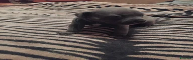 Staffordshire Bull Terrier 5