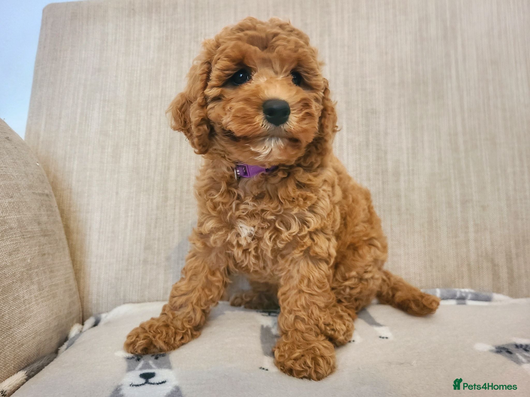 Cavapoo dogs Beautiful Health Tested Cavapoo Puppies - Advert 2