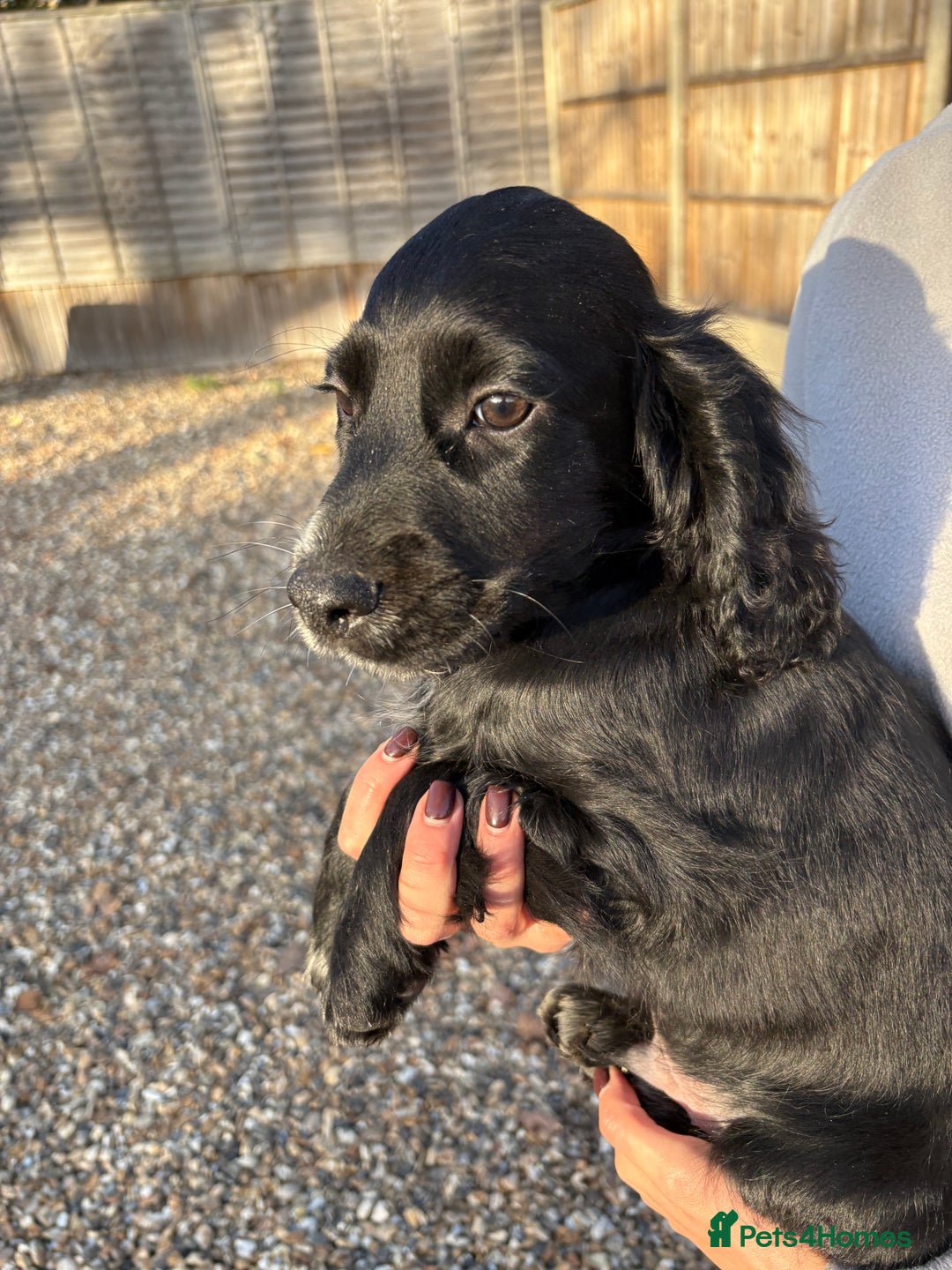 Cocker Spaniel dogs for sale: Cocker spaniel KC registered 1 boy & 1 girl left - Advert 6