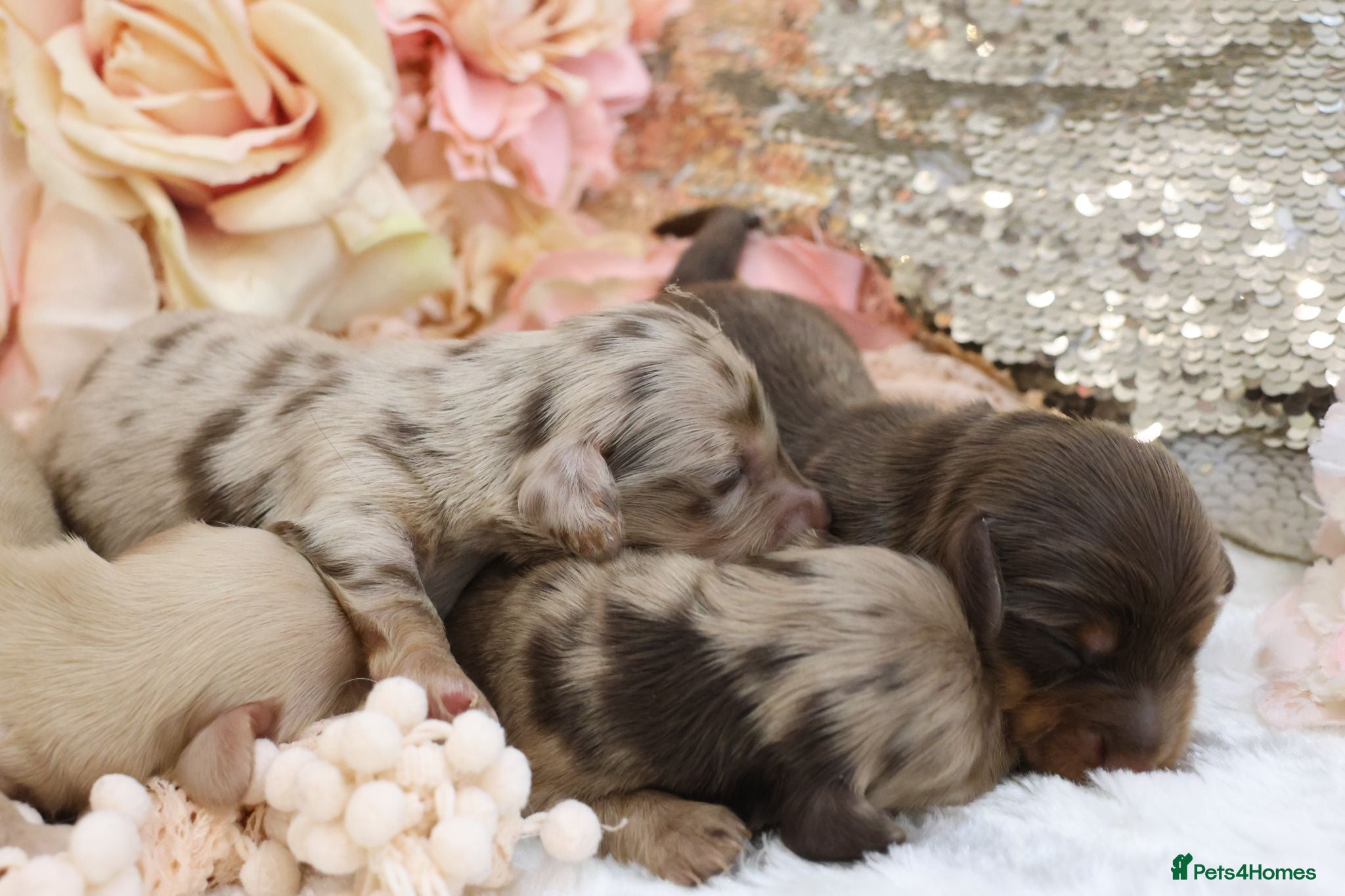Miniature Dachshund dogs KC Longhair Miniature Dachshunds - Advert 2