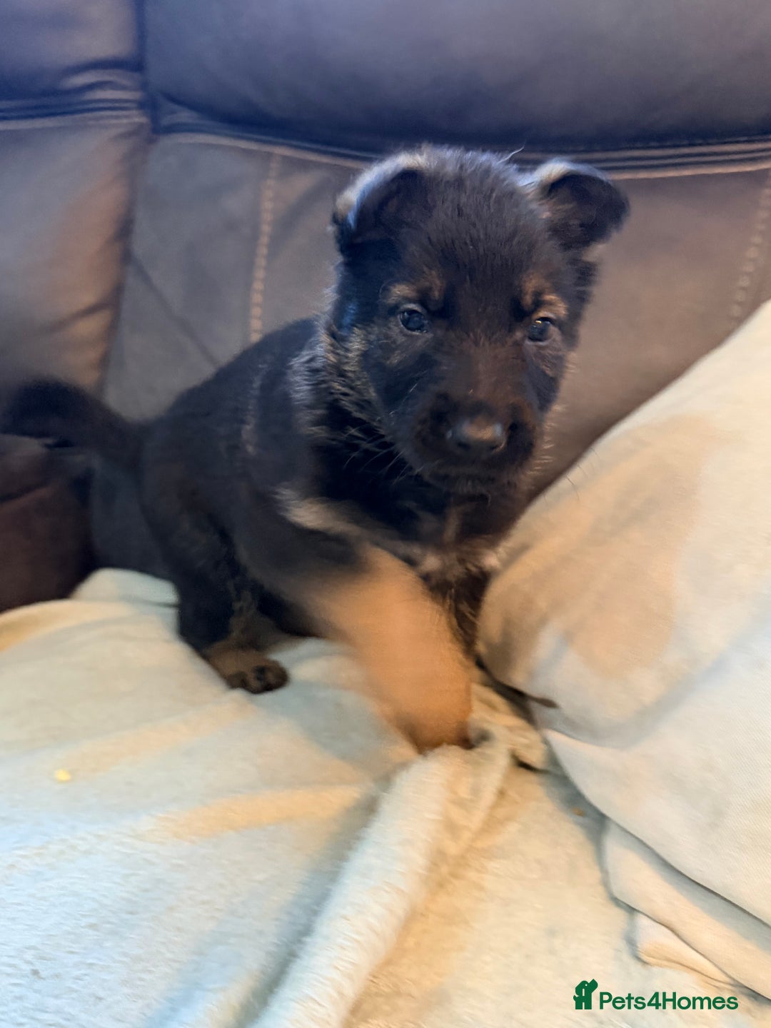 German Shepherd dogs for sale: 4x German shepard  pups females available  - Advert 12