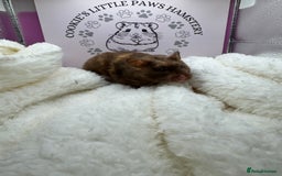 Hamster rodents for sale: Tame Syrian hamsters  - Image 3