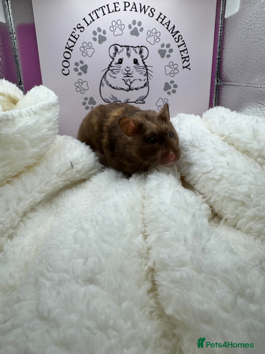 Hamster rodents for sale: Tame Syrian hamsters  - Image 3