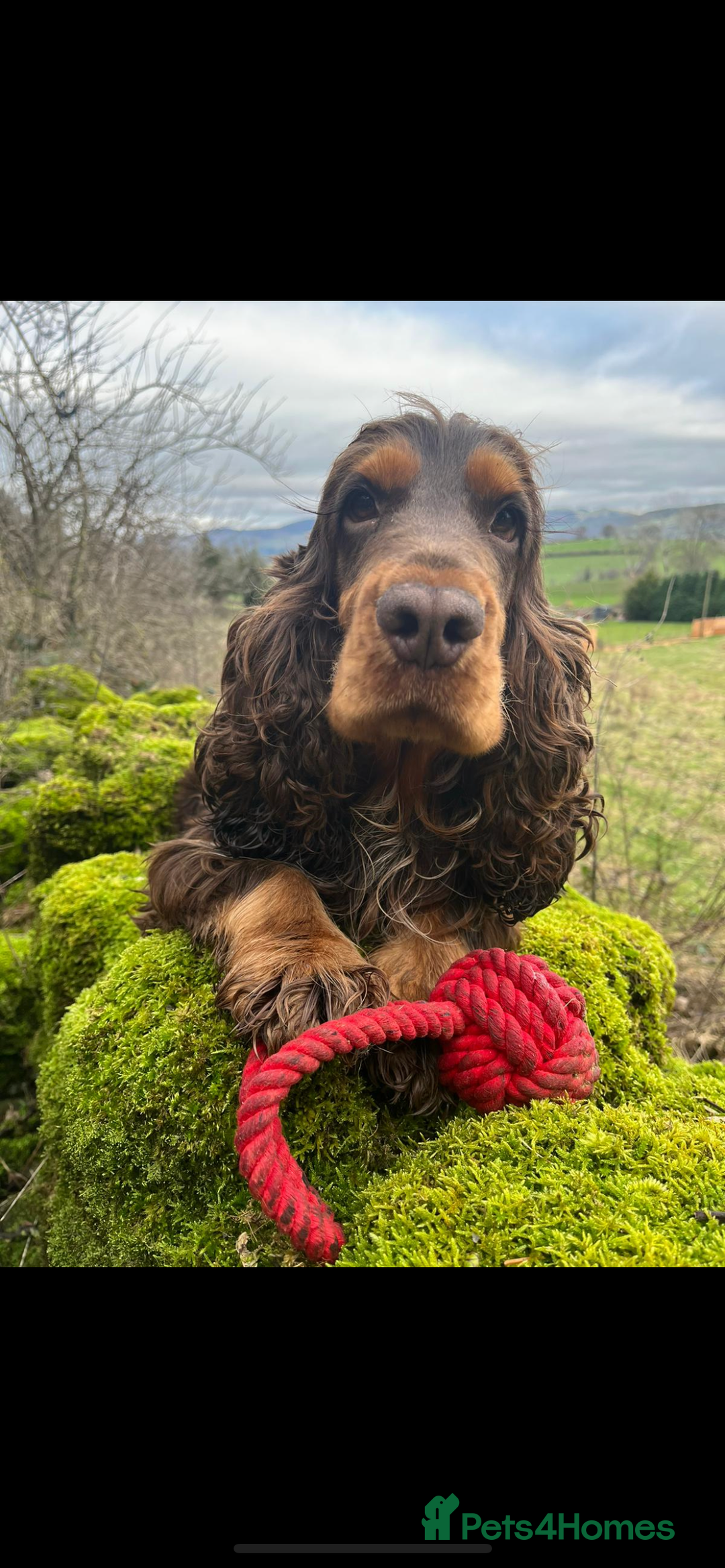 Cocker Spaniel dogs for stud: KC Superb example Classic SHOW Cocker Stud in Ruthin - Image 8