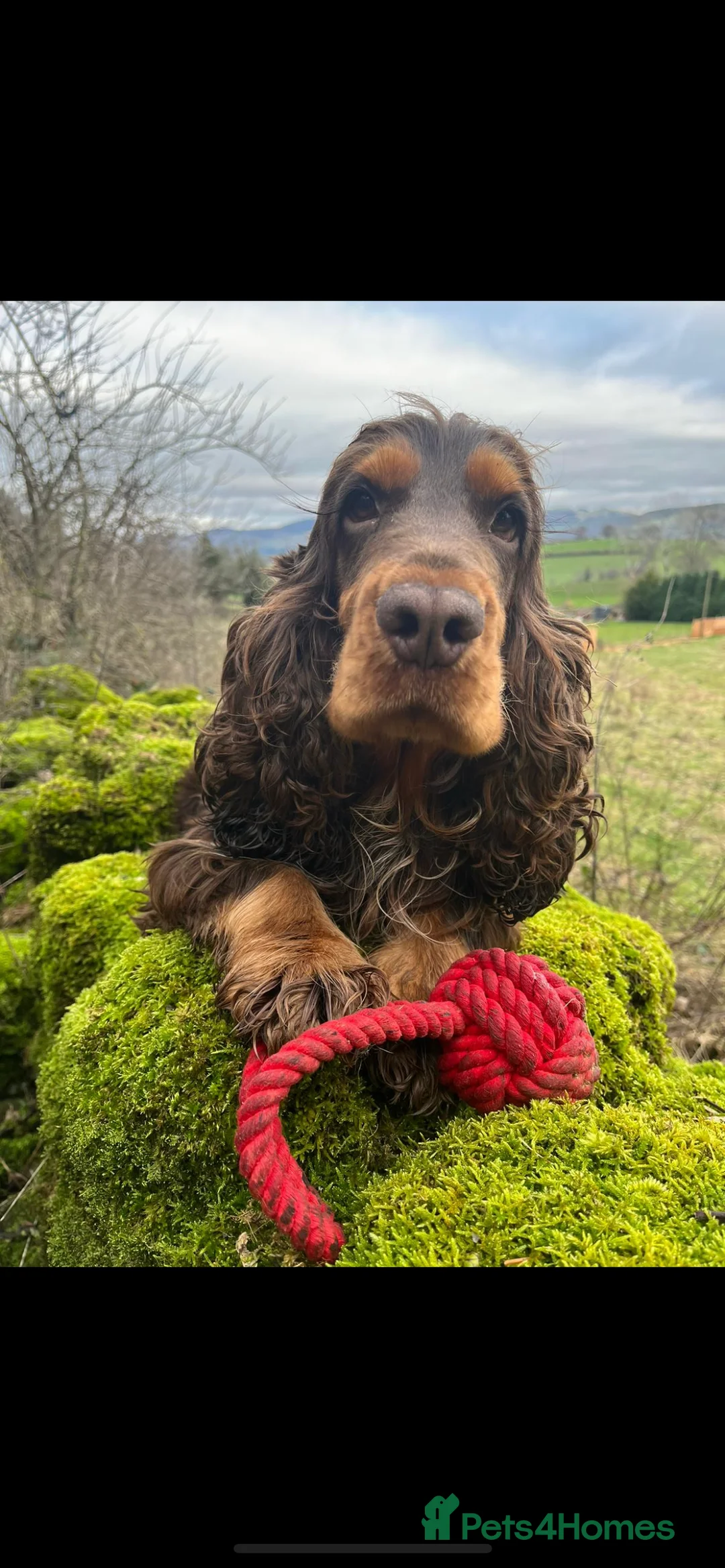 Cocker Spaniel dogs for stud: KC Superb example Classic SHOW Cocker Stud in Ruthin - Advert 8