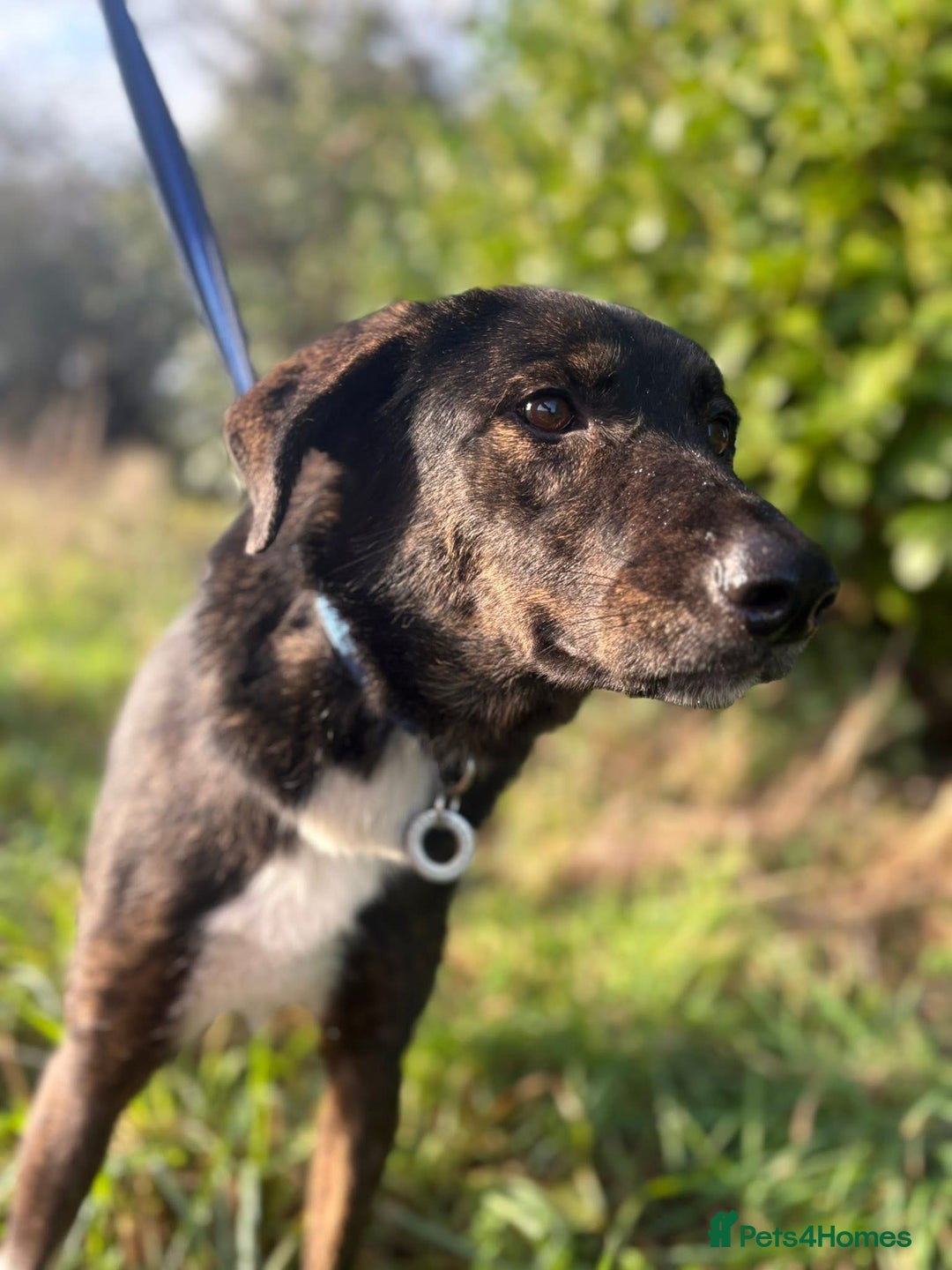 Mixed Breed dogs for adoption: Bonnie (Bokri) Norwich Norfolk  - Advert 7