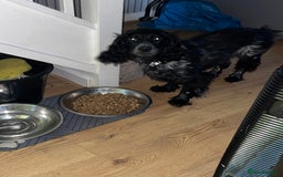 Cocker Spaniel dogs for sale: Working Cocker Spaniel Puppy - Image 2