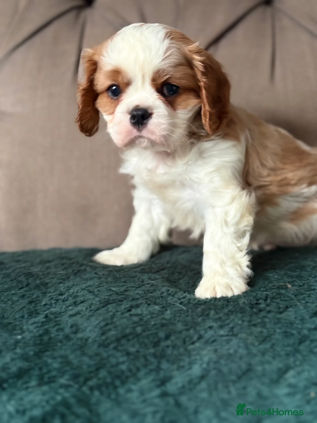 Cavalier King Charles Spaniel dogs for sale: KC PEDIGREE CAVALIER KING CHARLES - Advert 33