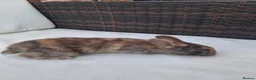 Rex rabbits for sale: Baby rabbits ready to go  in Swadlincote - Advert 5