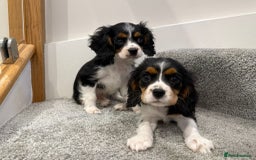 Cavalier King Charles Spaniel dogs for sale: Cavalier puppies  - Image 9