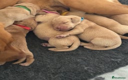 Labrador Retriever dogs for sale: Fox red labradors available now  - Advert 15