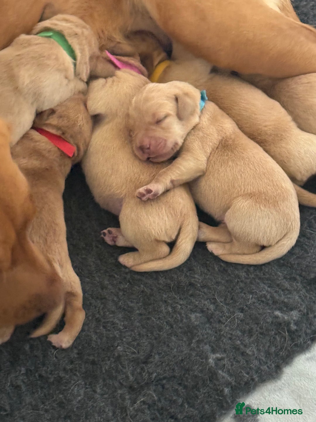 Labrador Retriever dogs for sale: Fox red labradors available now  - Advert 15