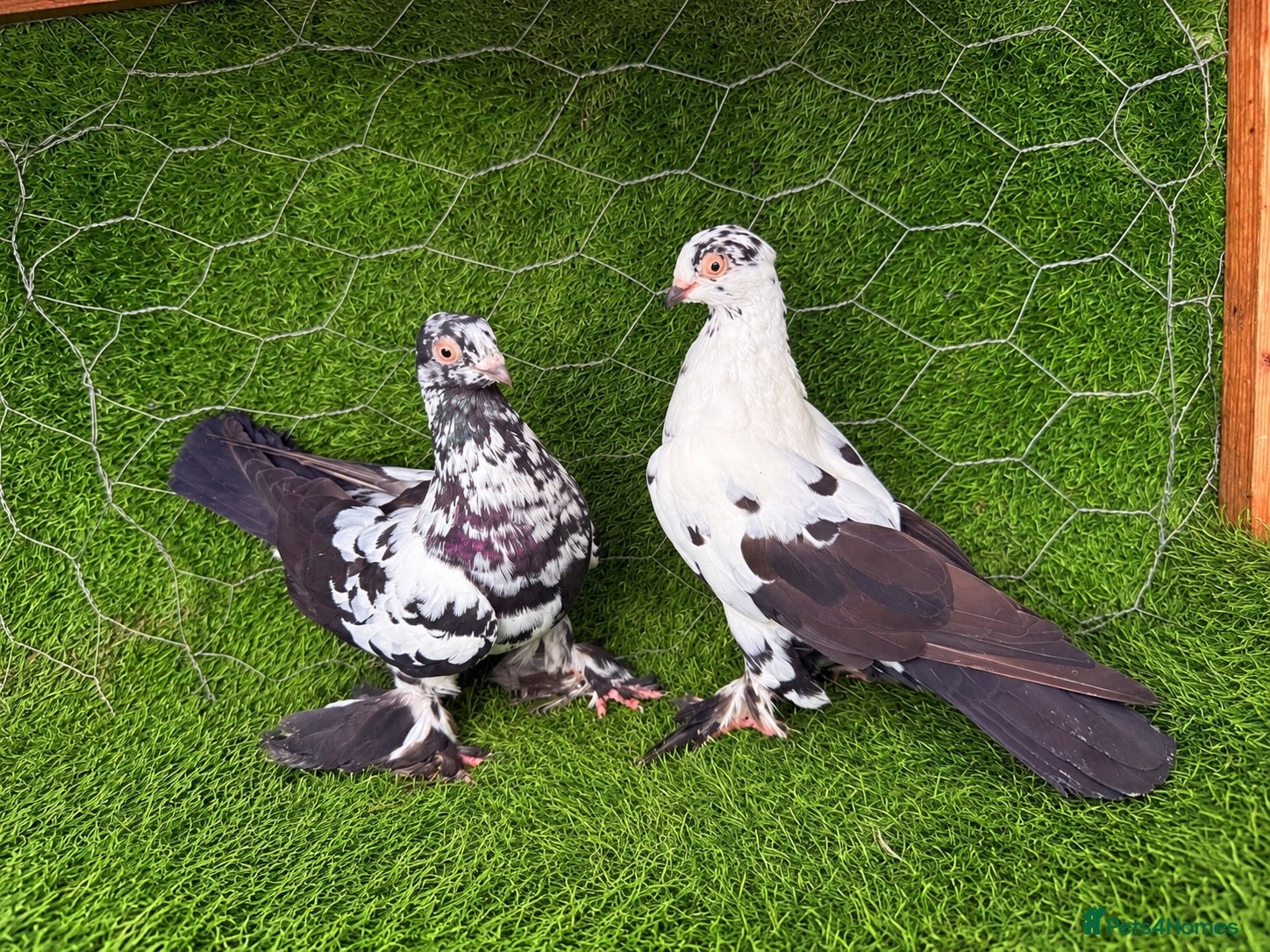 Pigeons birds Beautiful Quality Pigeons Healthy & Well Cared For - Advert 2