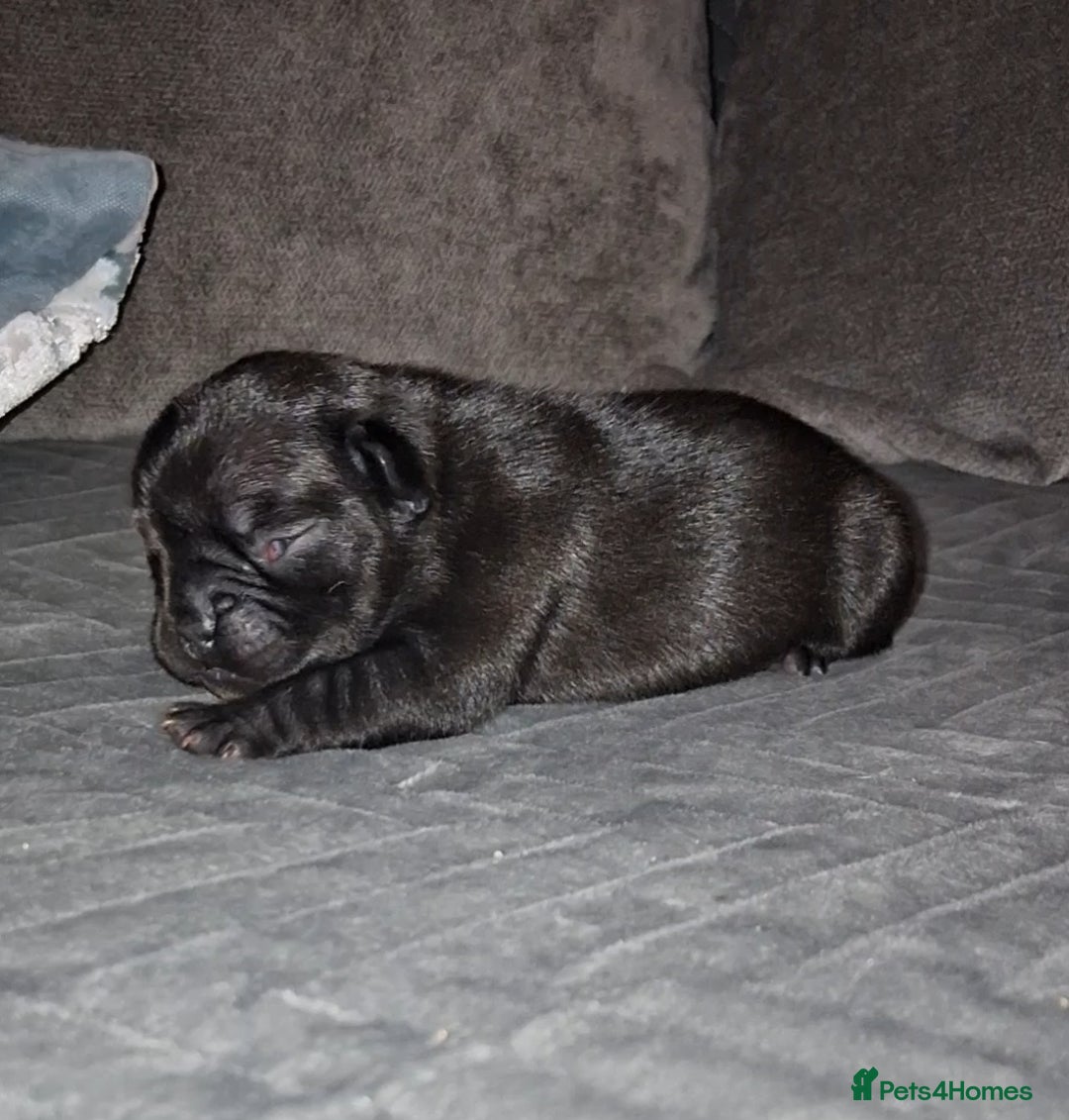 French Bulldog dogs for sale: 8 stunning french bulldogs - Advert 27