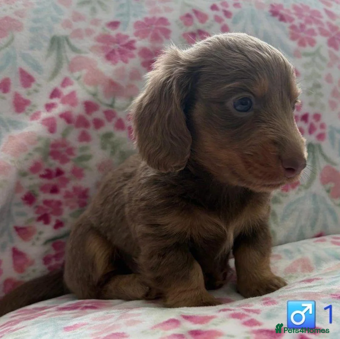 Miniature Dachshund dogs for sale: Gorgeous Miniature Dachshund Puppies 1 Boy,2 Girls in Waltham Cross - Advert 4