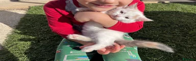 Mixed Breed 4