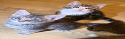 Domestic Shorthair cats for sale: 5 beautiful kittens in Ammanford - Advert 5
