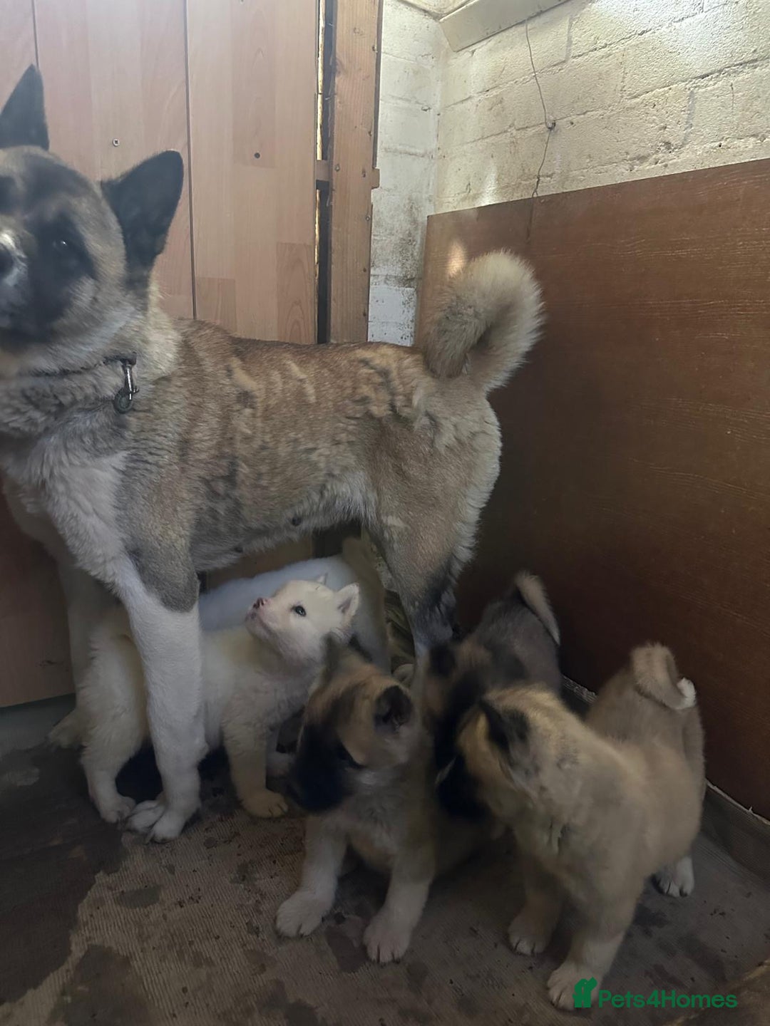 Akita dogs for sale: American Akita - Advert 22