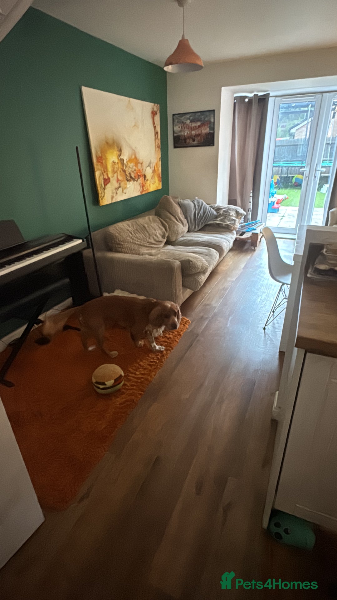 Cocker Spaniel dogs for sale: 4 year old male spaniel  - Image 3