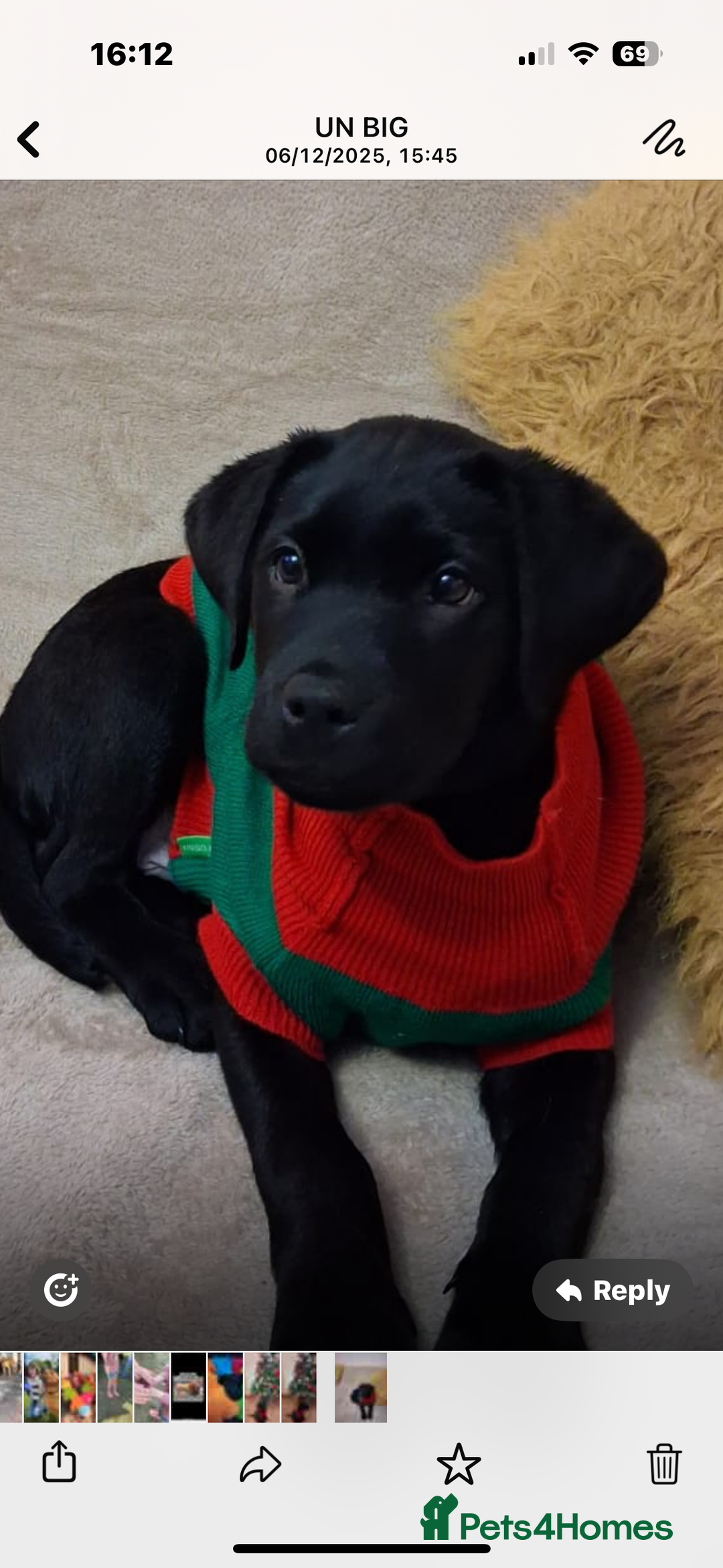 Labrador Retriever dogs for sale: Labrador puppies - Advert 11