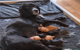 Cocker Spaniel dogs for sale: KC Cocker Spaniel Puppies  - Image 1
