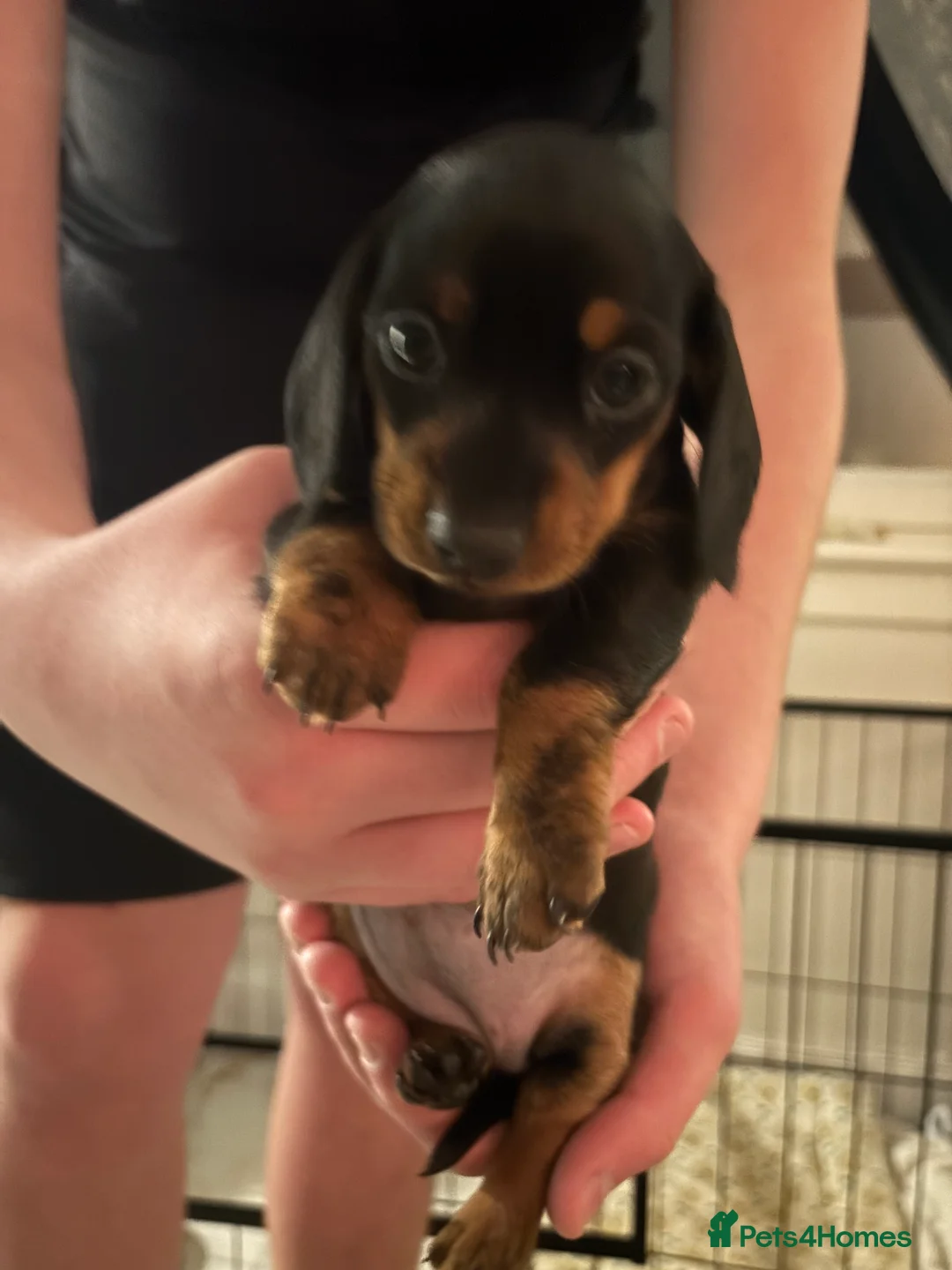 Miniature Dachshund dogs for sale: For Sale £1100 - Advert 3