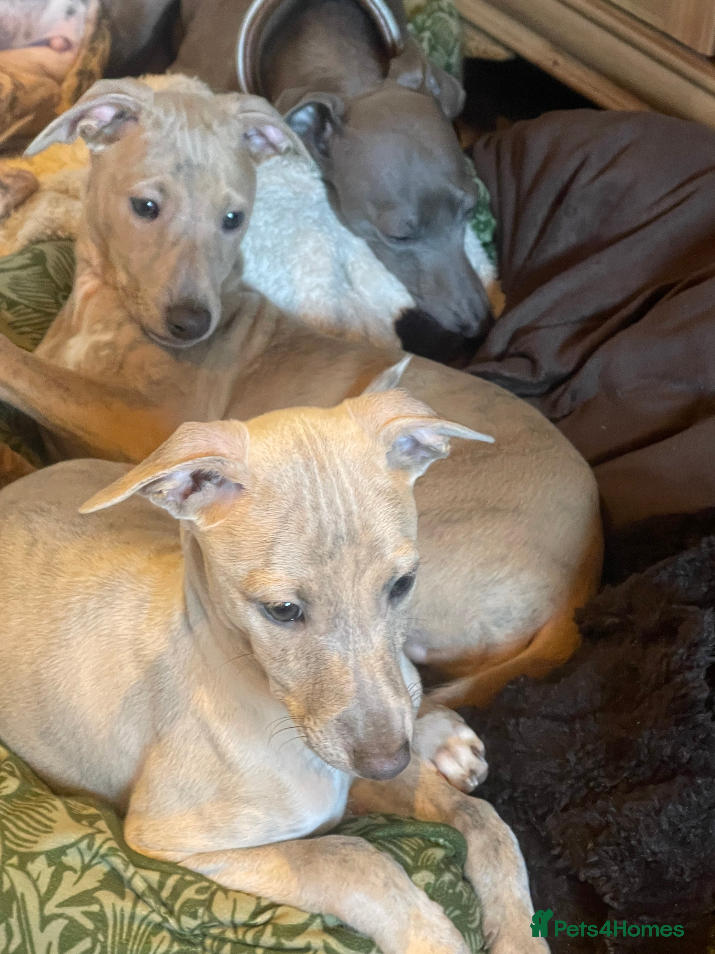 Whippet dogs ✨🐾 Gorgeous KC Registered Whippet puppies  🐾✨  - Advert 4